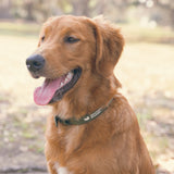 Dark Olive | Lifestyle Collar